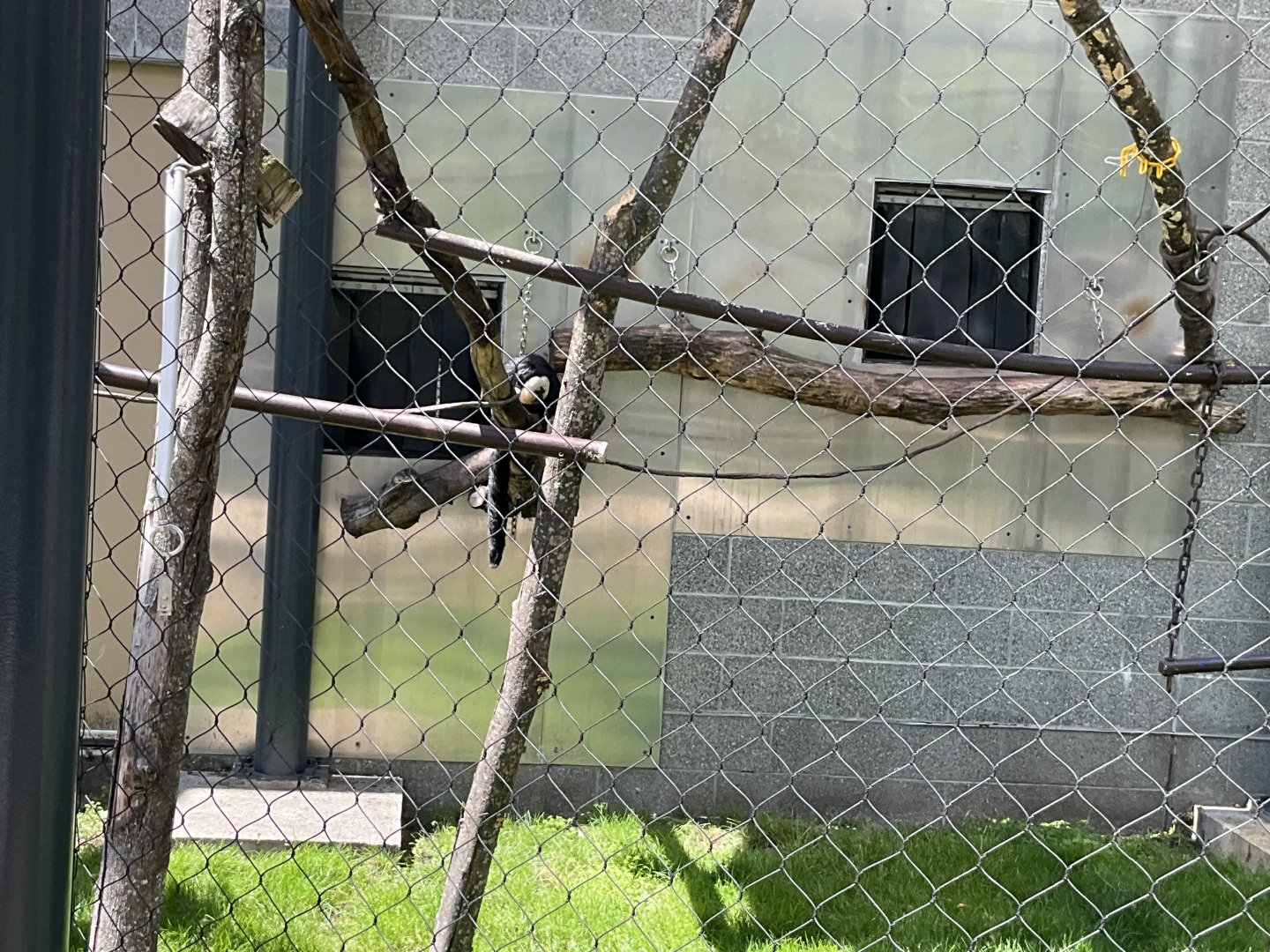 Faces of the Rainforest - White-faced Saki