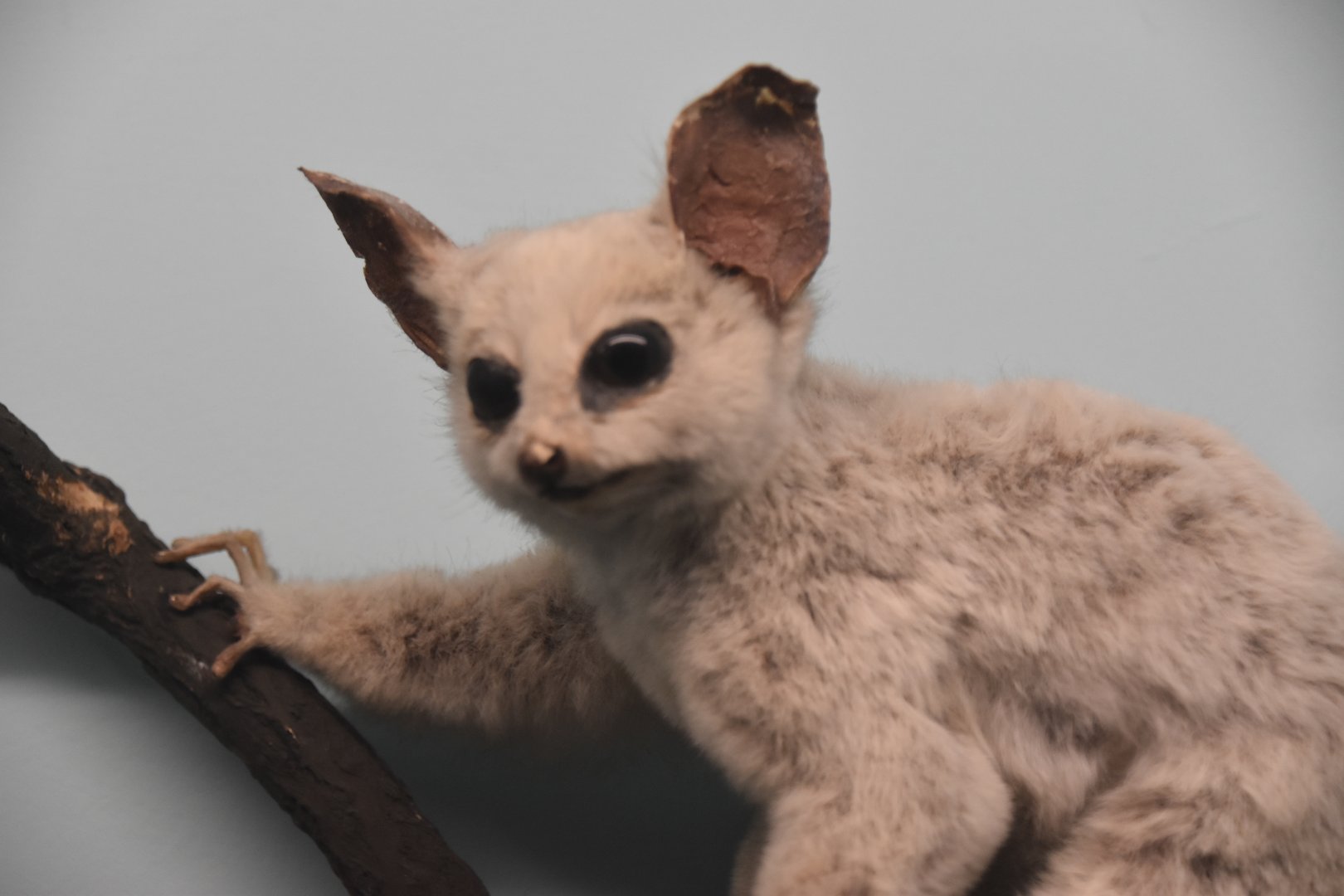 Faded Allen's galago