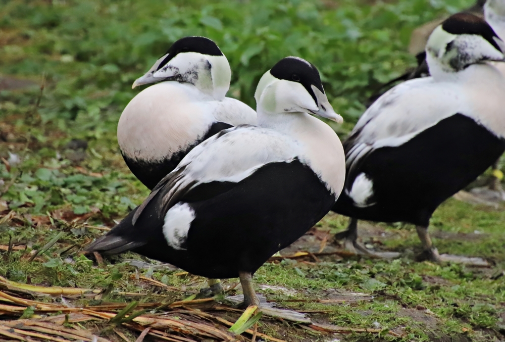 Faeroes eider (Somateria mollissima faeroeensis)