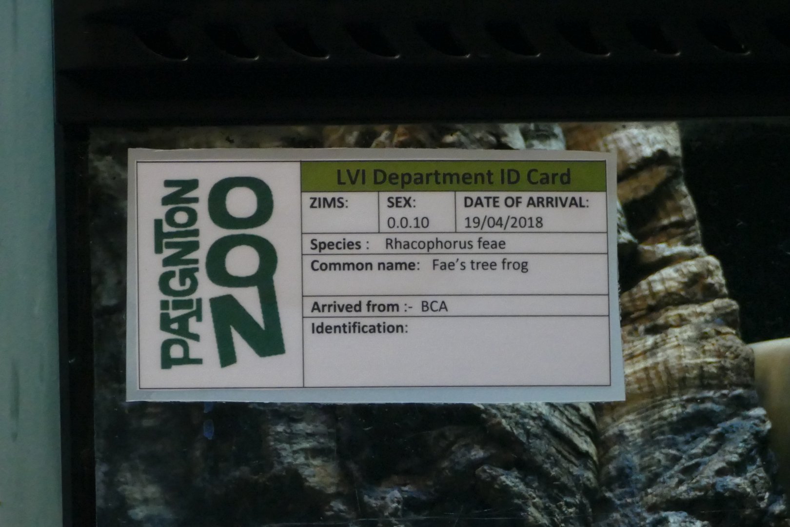 Fae's tree frog sign, April 2018