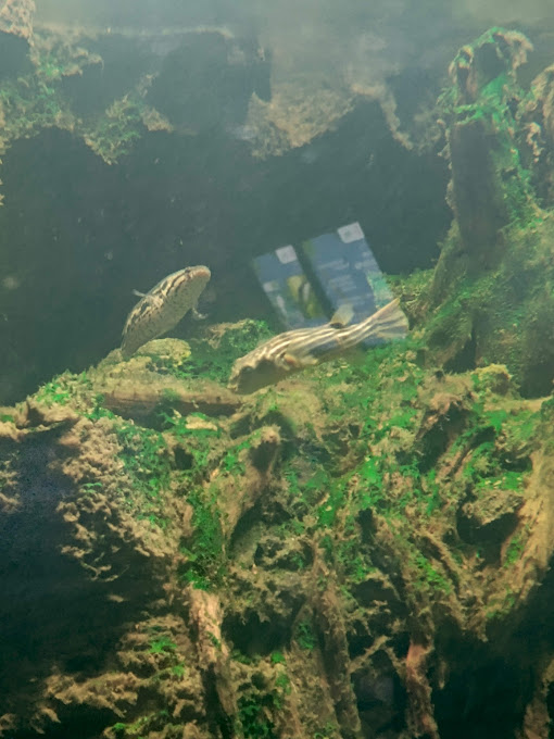 Fahaka Puffer (Tetraodon lineatus) and African Snakehead (Parachanna obscura)