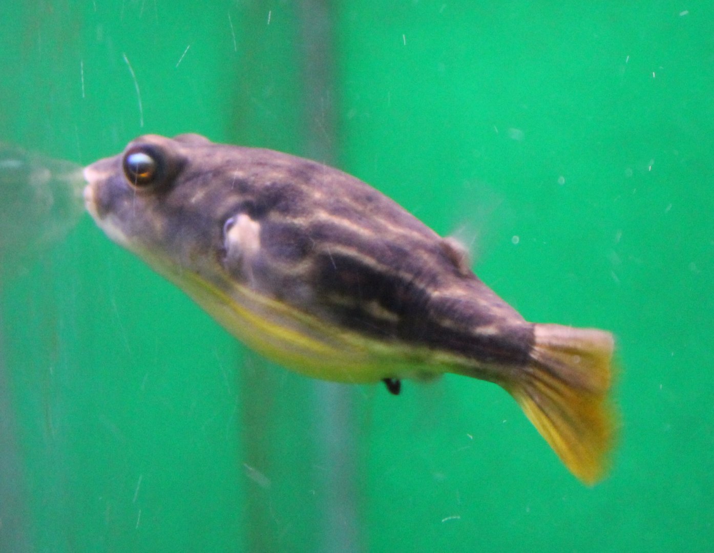 Fahaka puffer (Tetraodon lineatus)