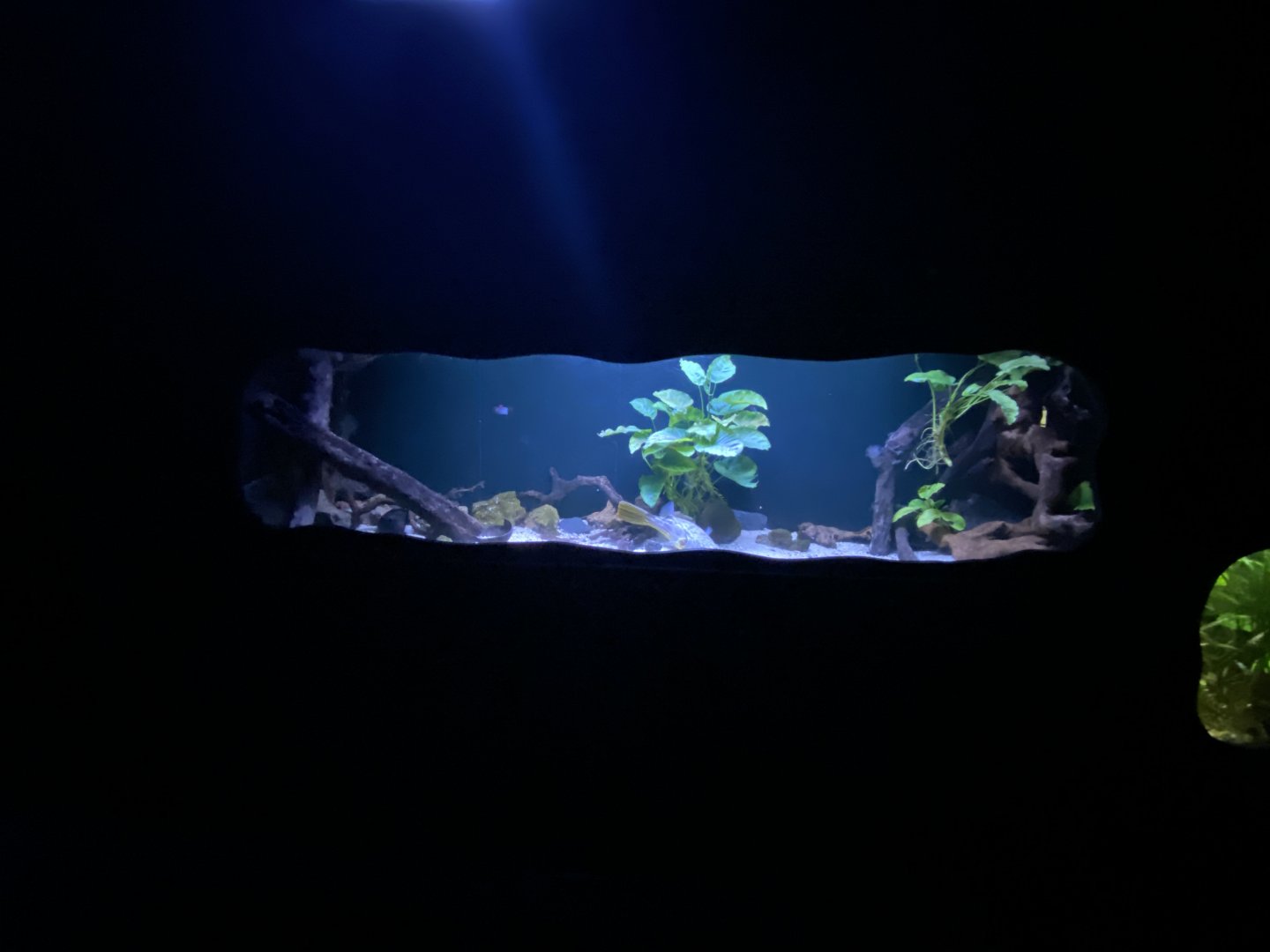 Fahaka pufferfish aquarium