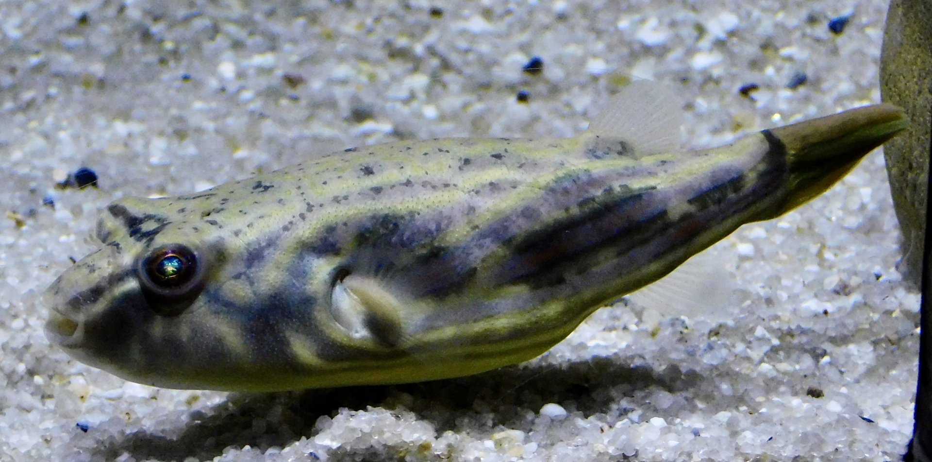 Fahaka Pufferfish (Tetraodon lineatus) - Kawasui Kawasaki Aquarium November 19, 2025