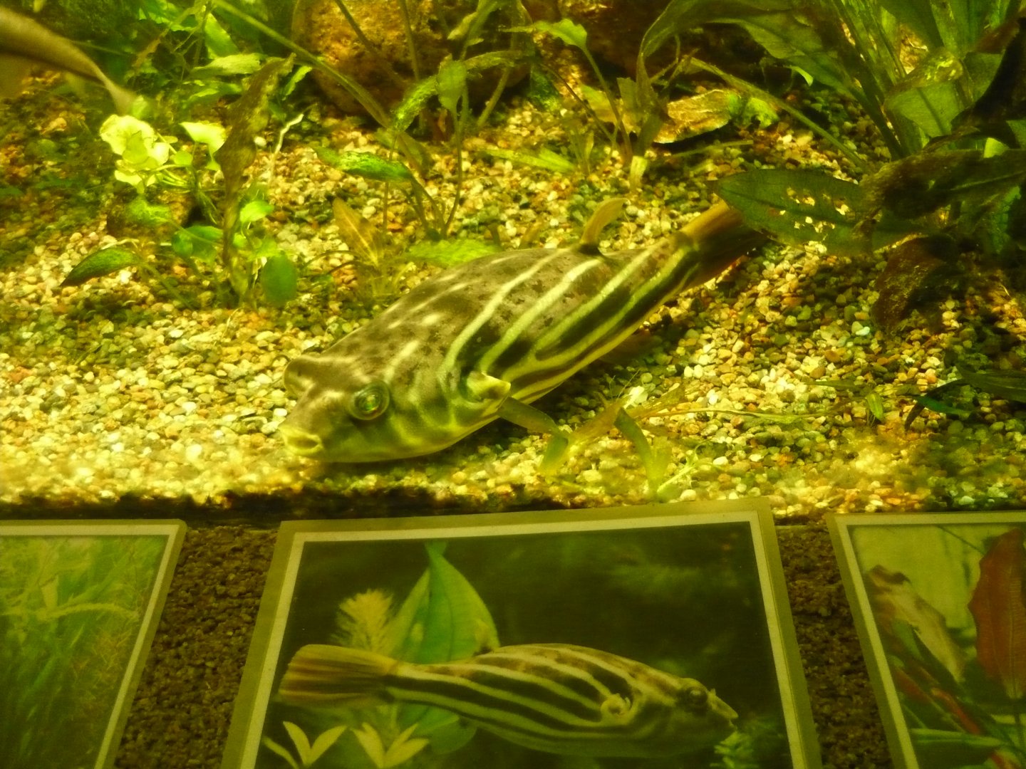 Fahaka pufferfish (Tetraodon lineatus)