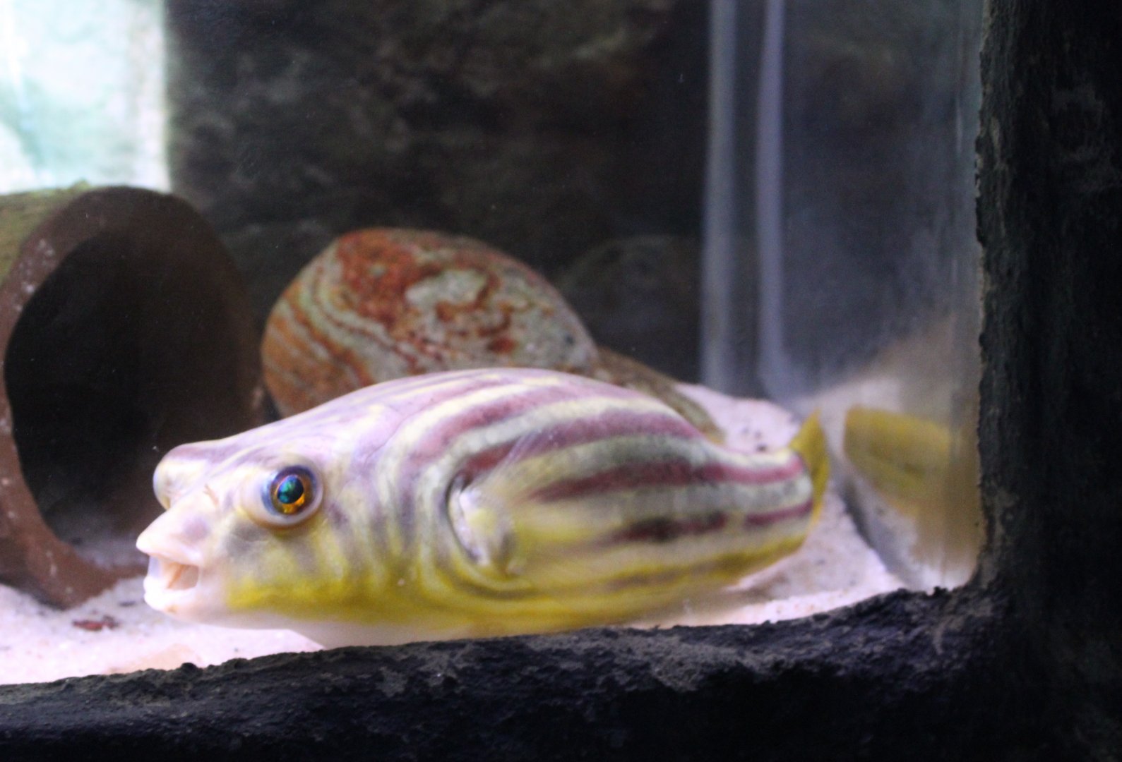 Fahaka pufferfish - Tetraodon lineatus