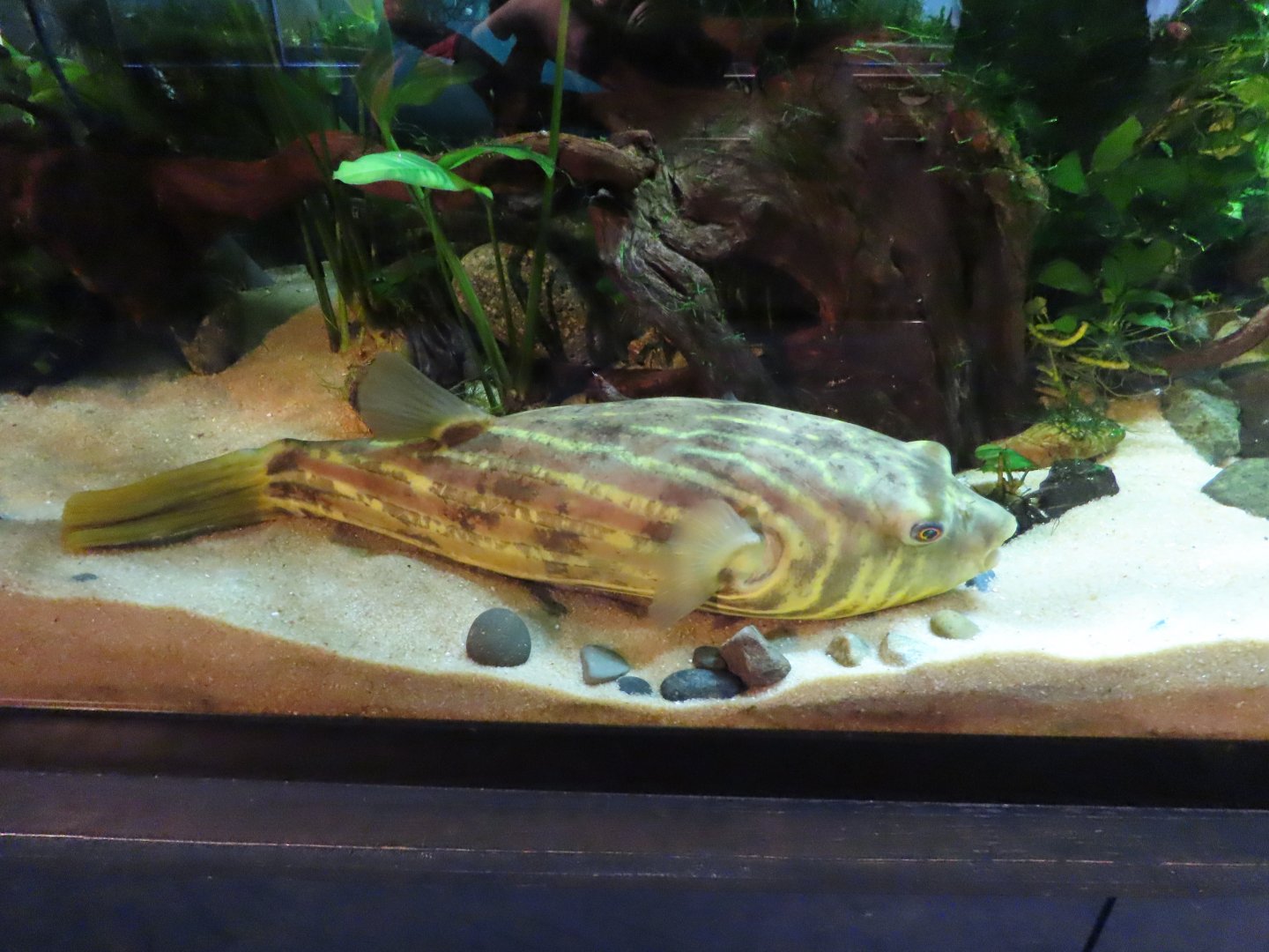 Fahaka Pufferfish (Tetraodon lineatus)