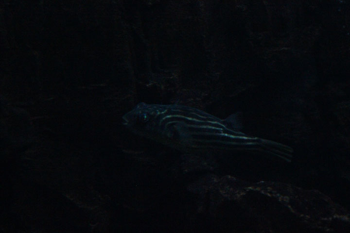 Fahaka pufferfish (Tetraodon lineatus)