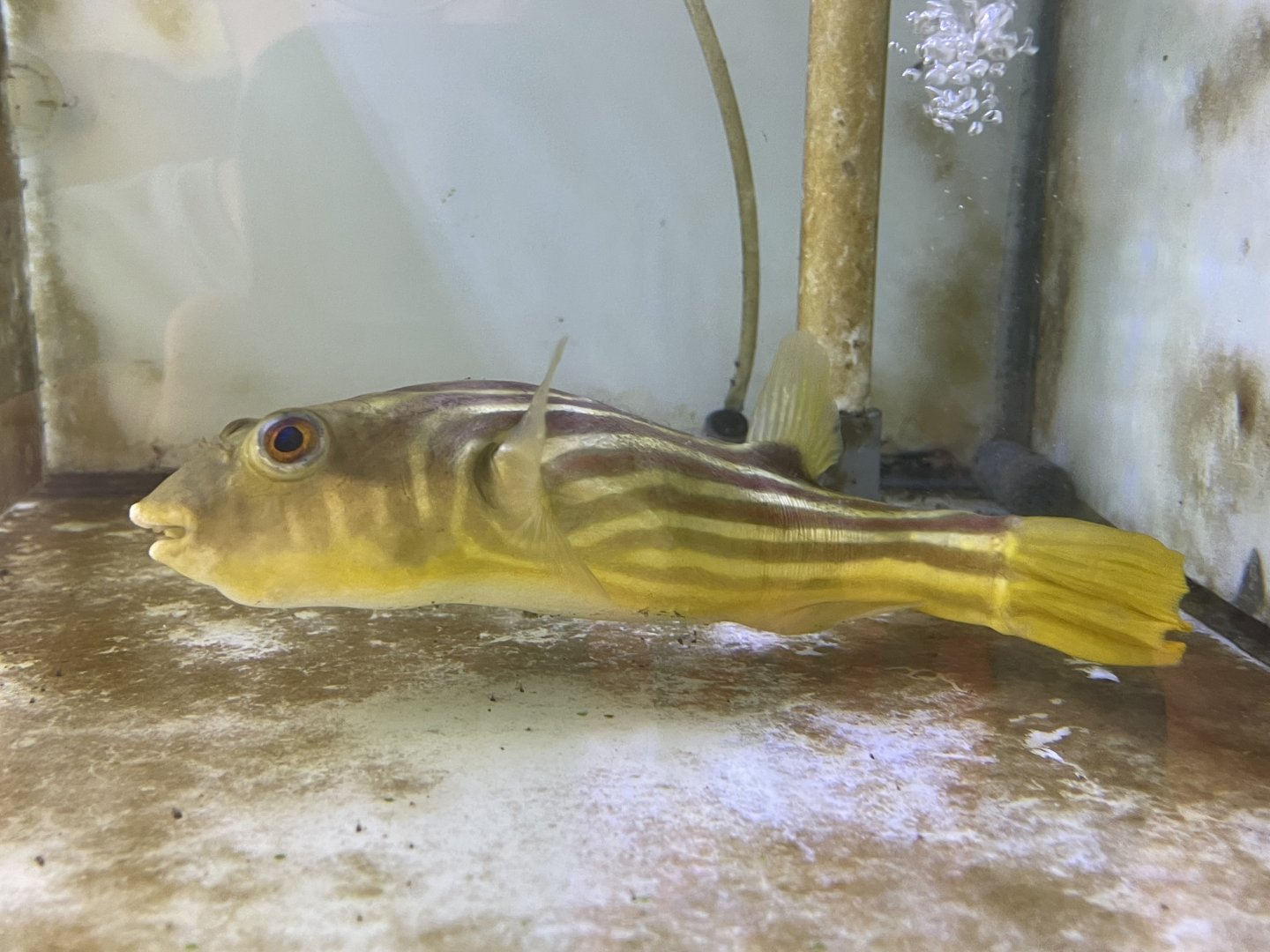 fahaka pufferfish (tetraodon lineatus)
