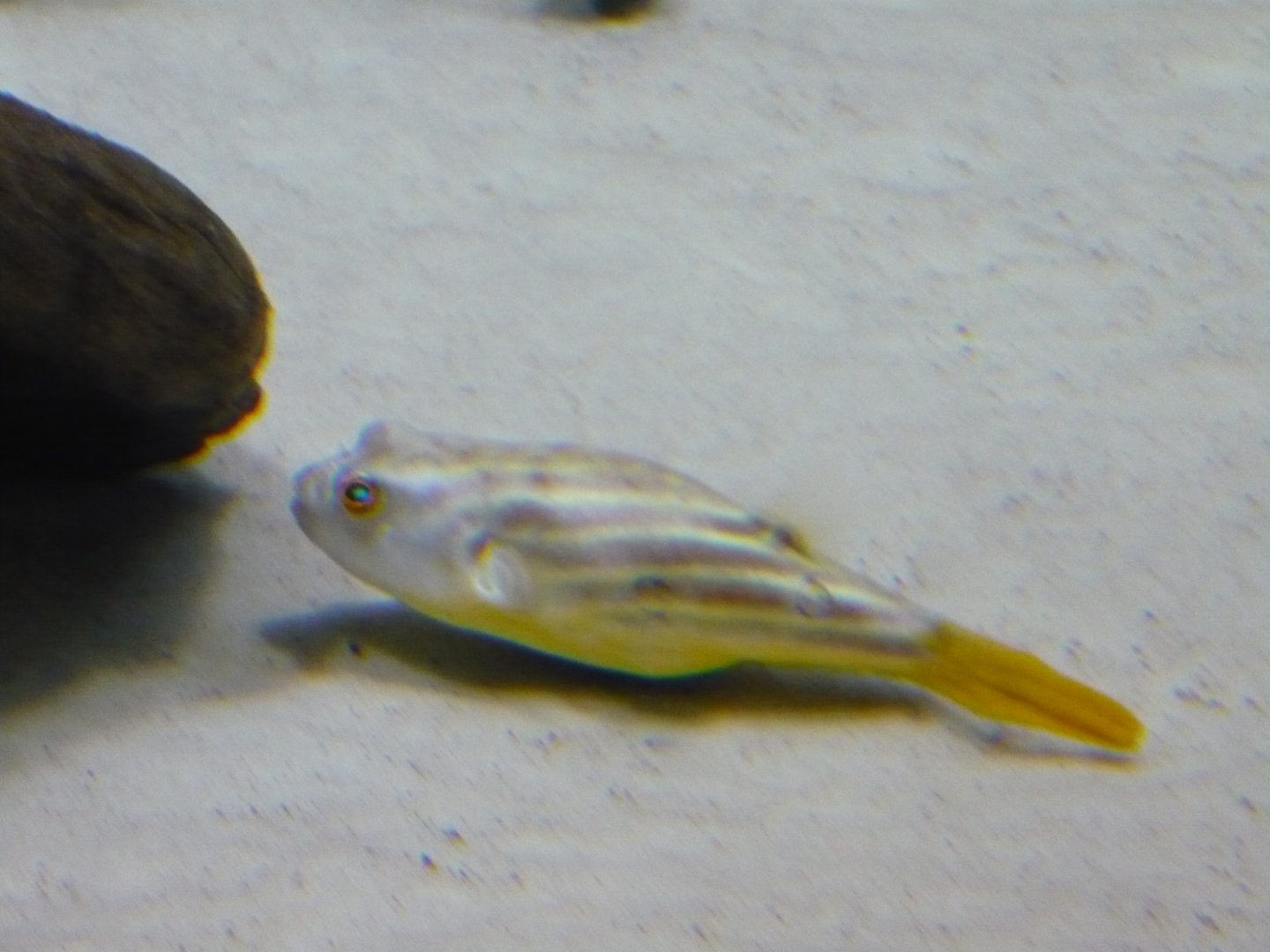 Fahaka pufferfish