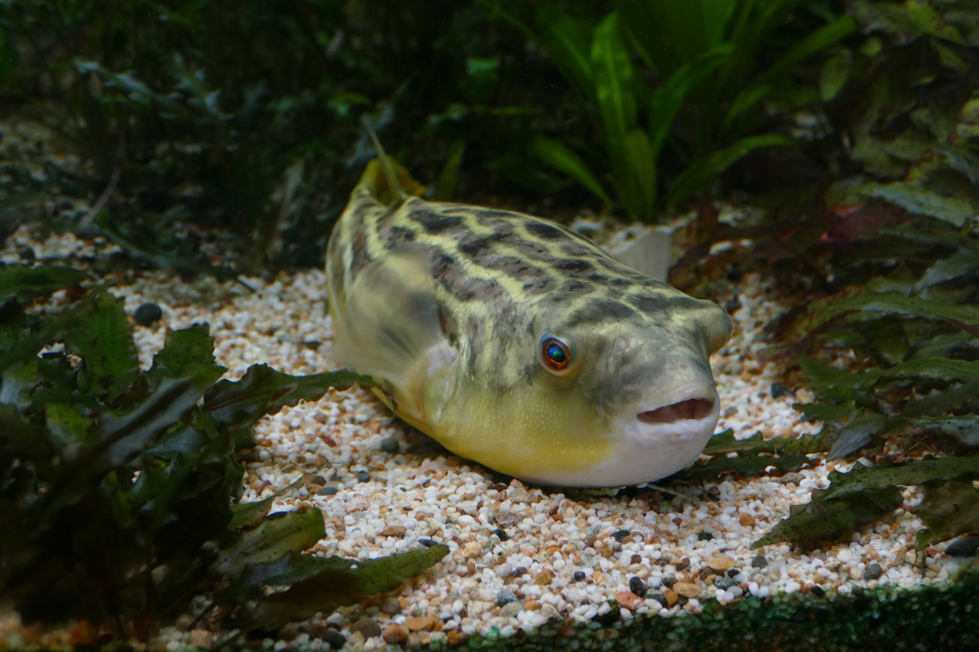 Fahaka pufferfish