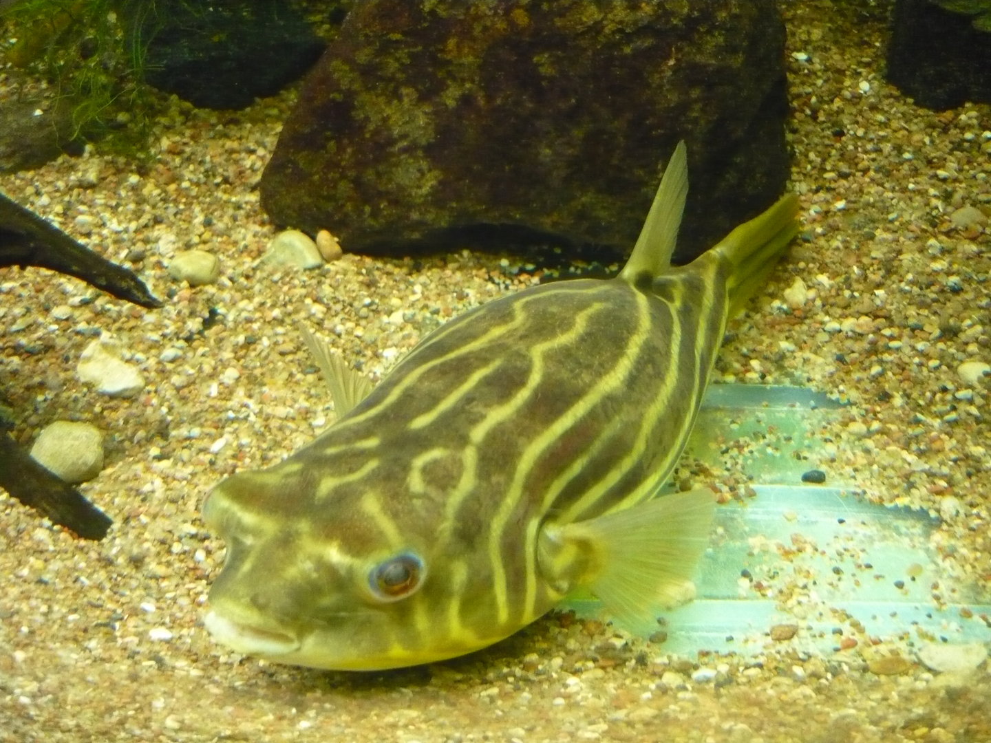 Fahaka pufferfish