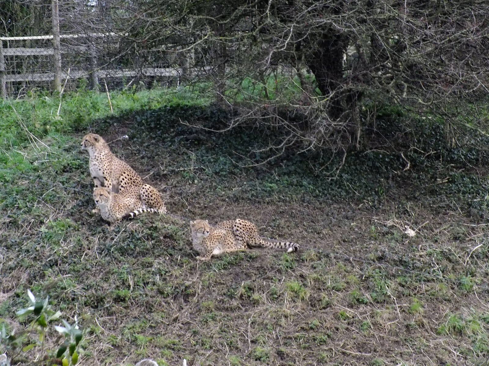 Fairly Old Cheetah Cubs