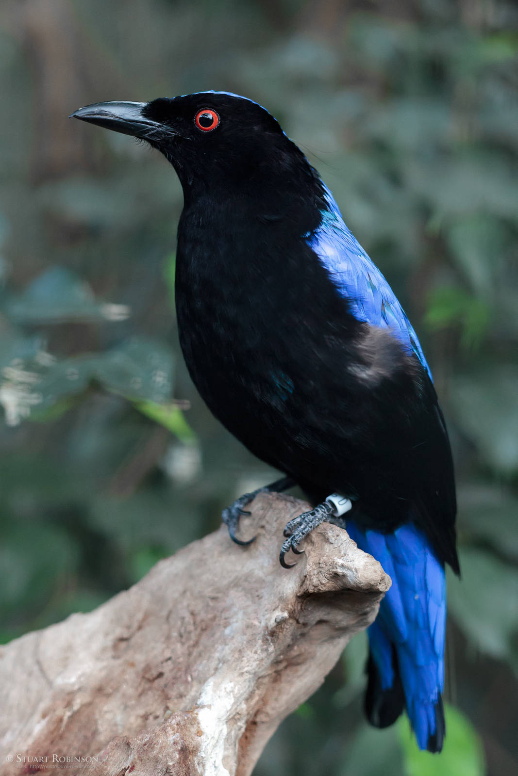 Fairy Bluebird - 12/02/2011