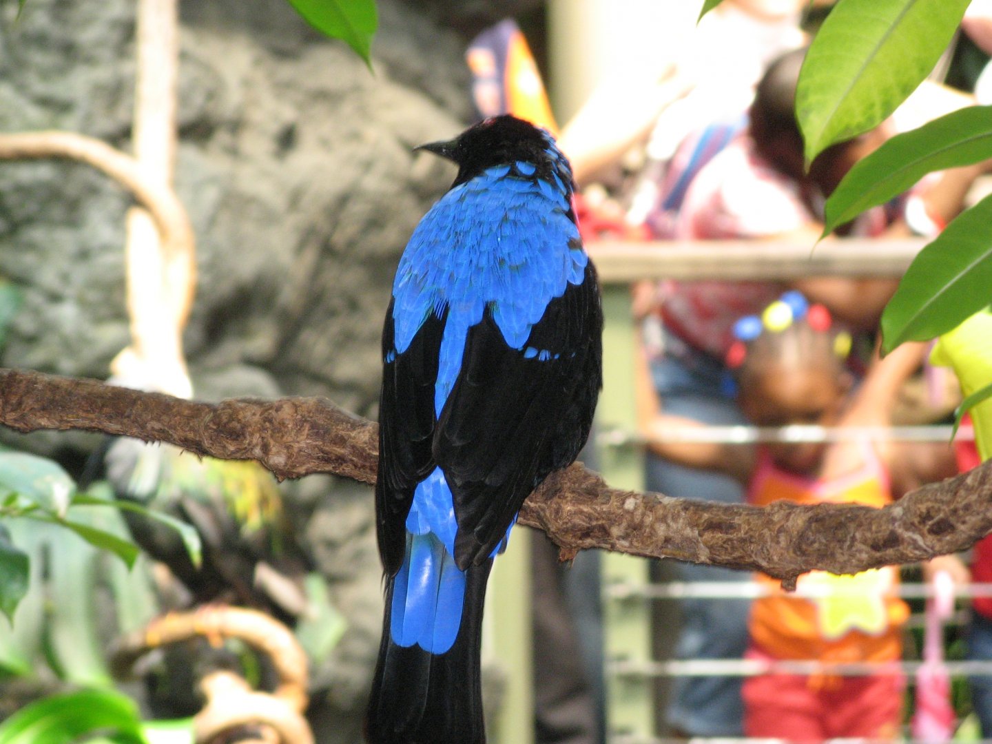 Fairy Bluebird (2008)