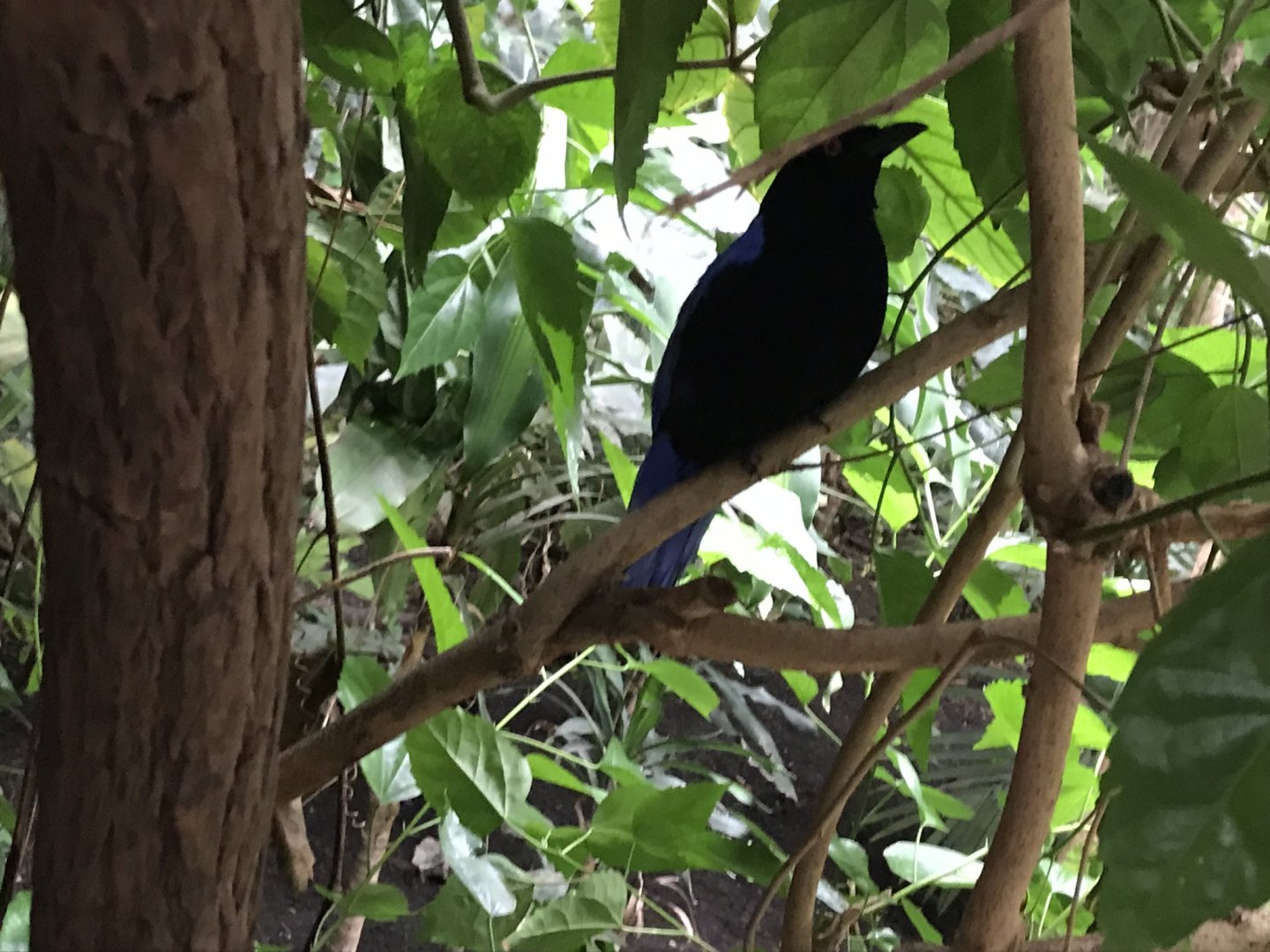 Fairy bluebird 280118