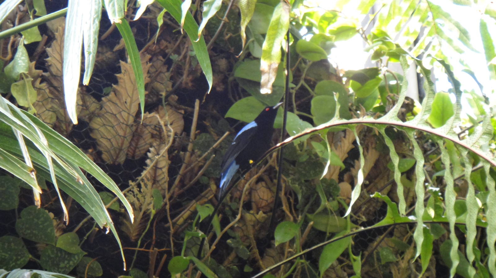 Fairy bluebird at North Carolina zoo 2015-1-19