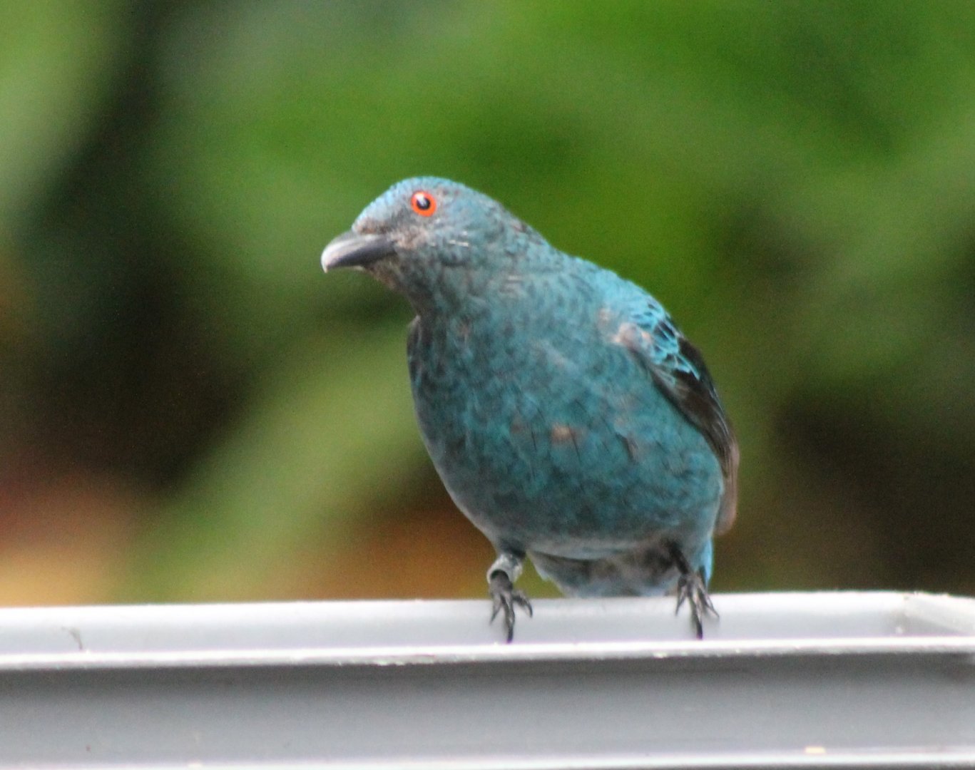 Fairy bluebird - female