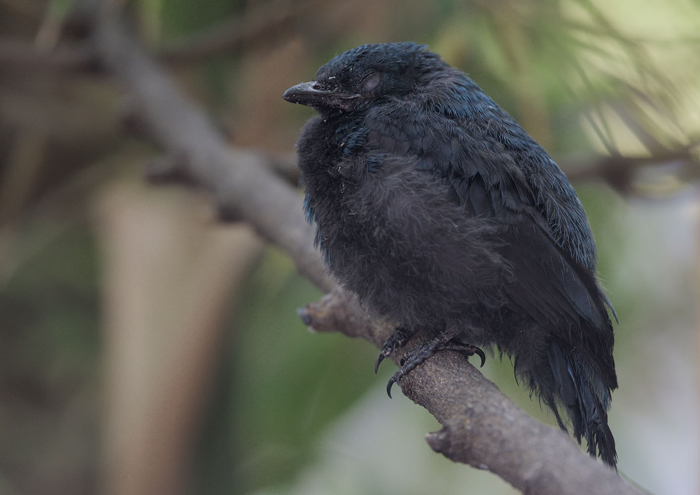 Fairy bluebird fledgeling
