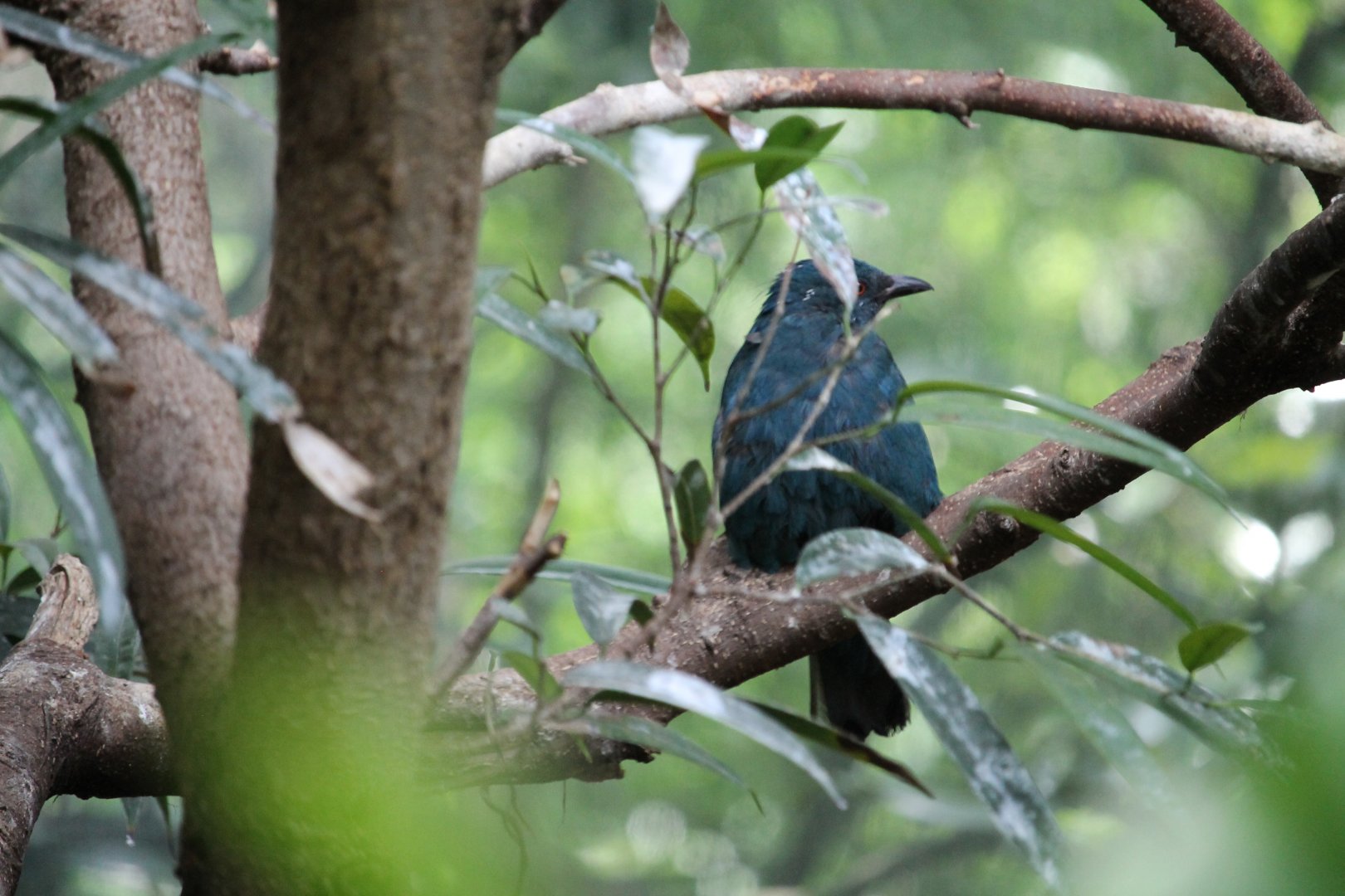 Fairy bluebird (Irena puella)