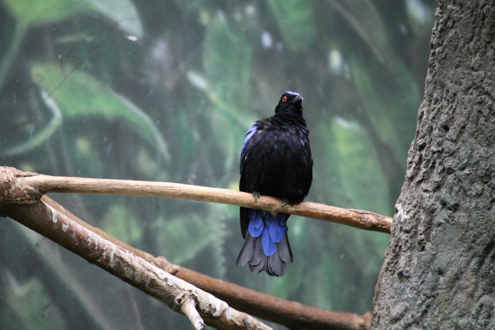 Fairy bluebird (Irena puella)