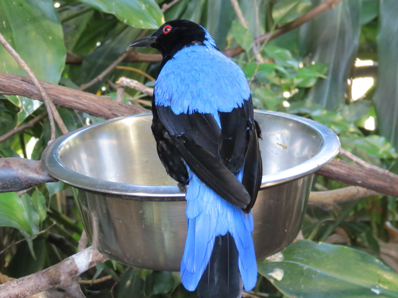 Fairy Bluebird M