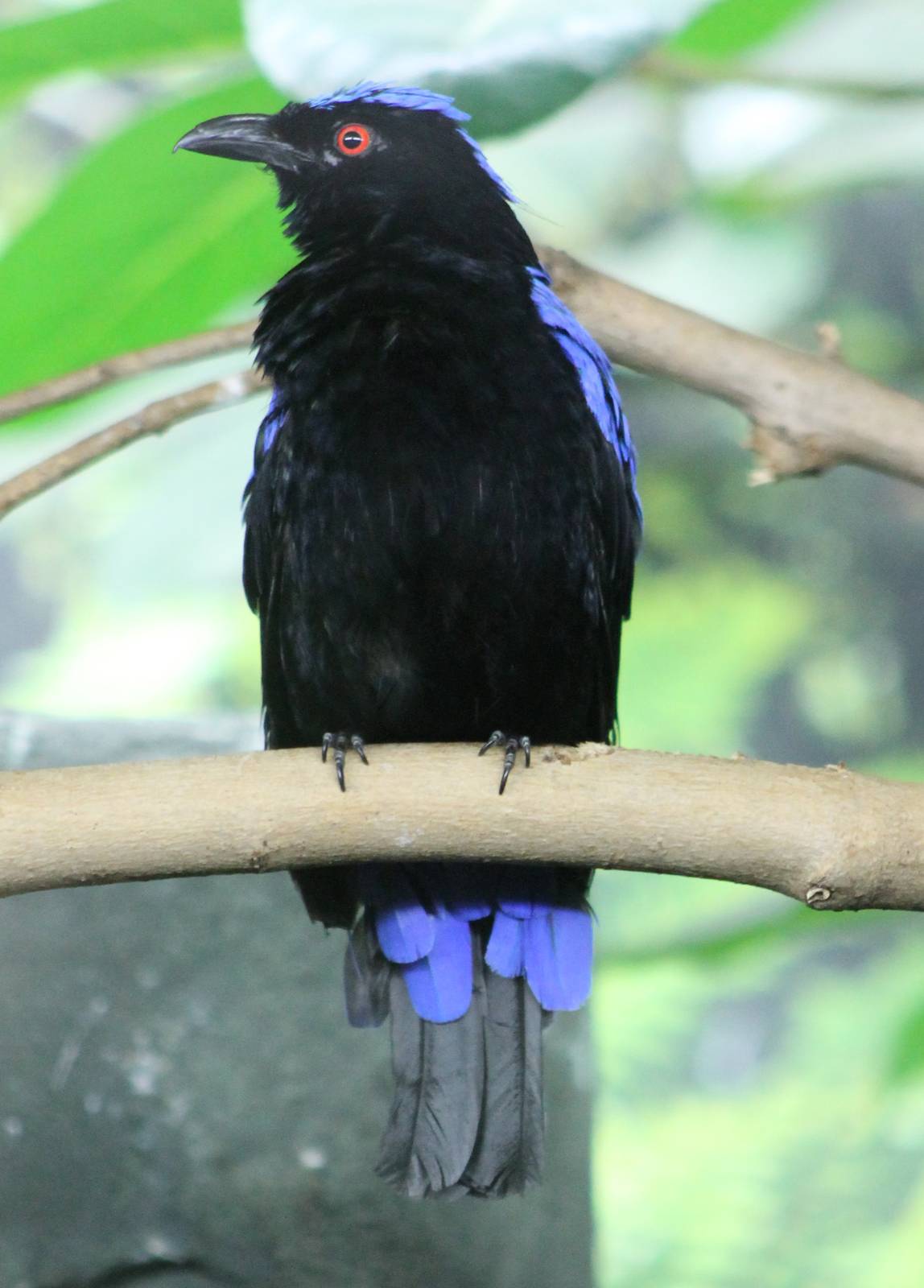 Fairy bluebird male