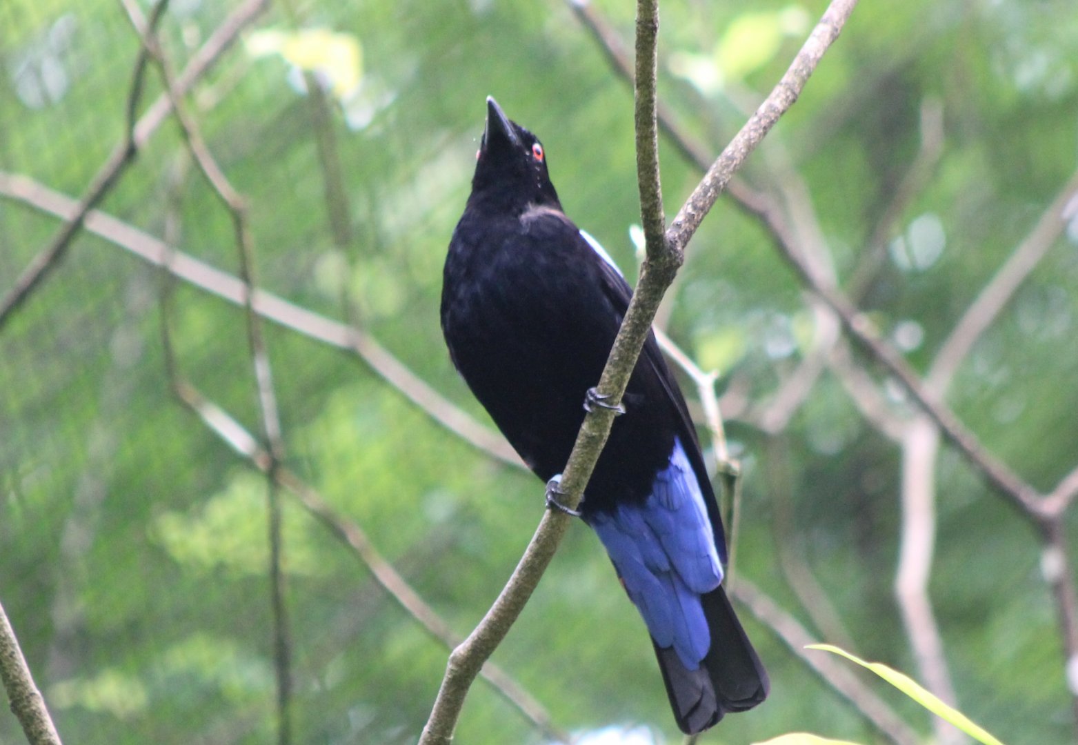 Fairy bluebird - male