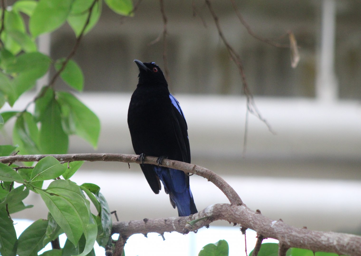Fairy bluebird - male