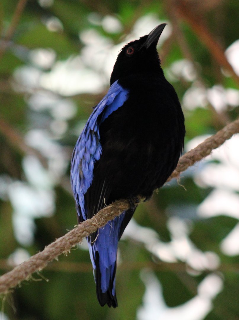 Fairy bluebird - male