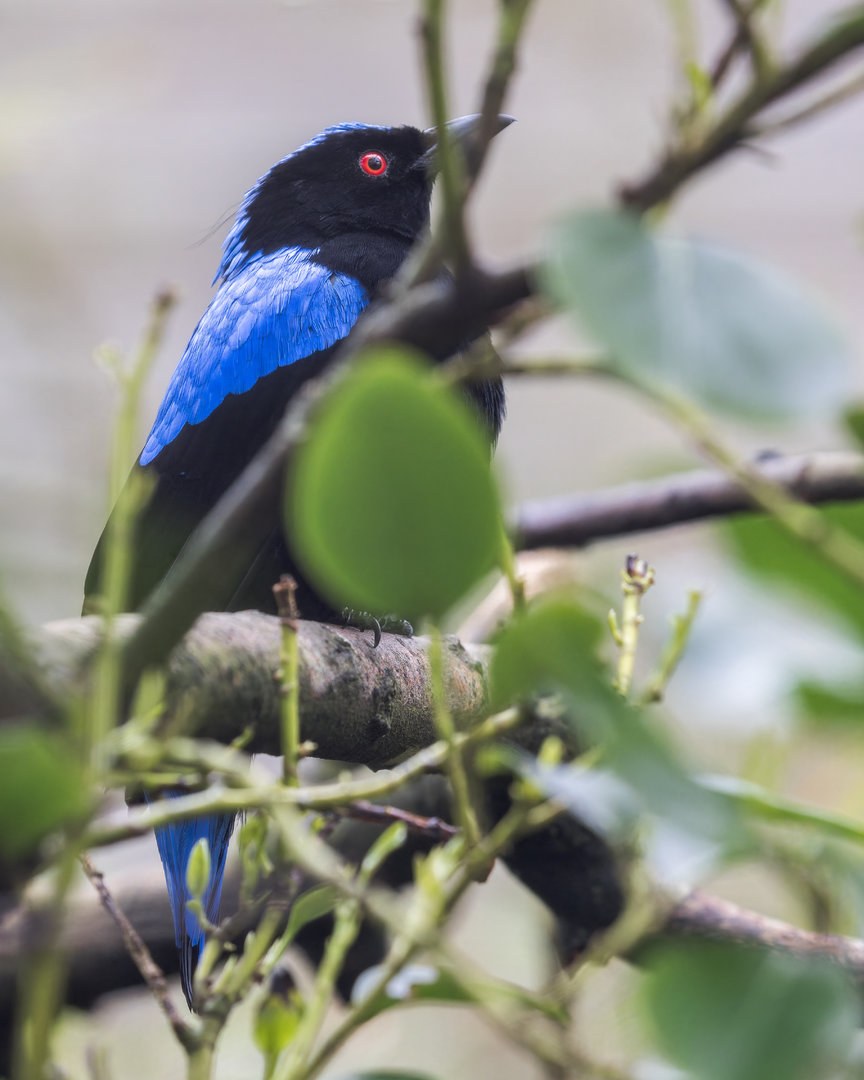Fairy-bluebird / Newquay / 16-3-23