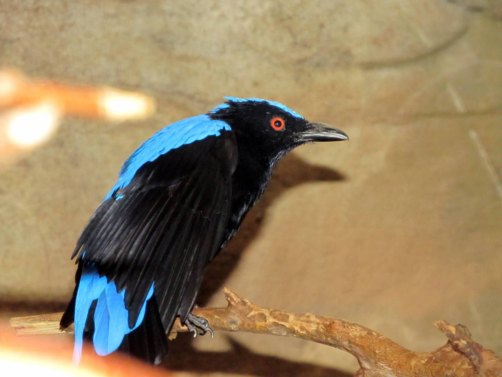 Fairy Bluebird
