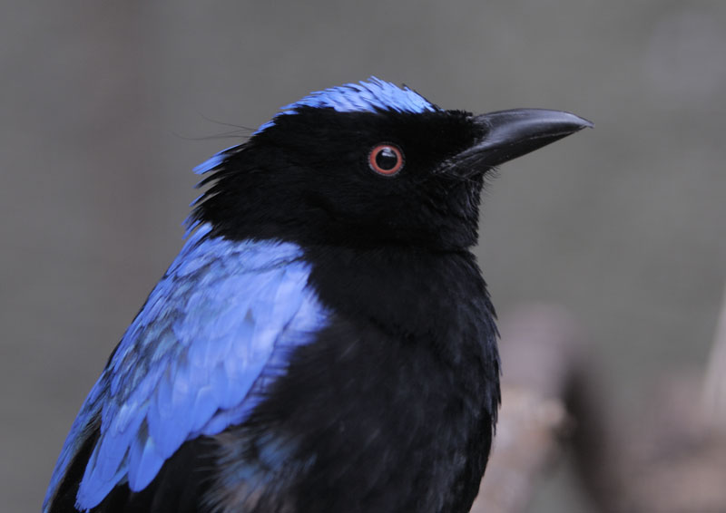 Fairy bluebird