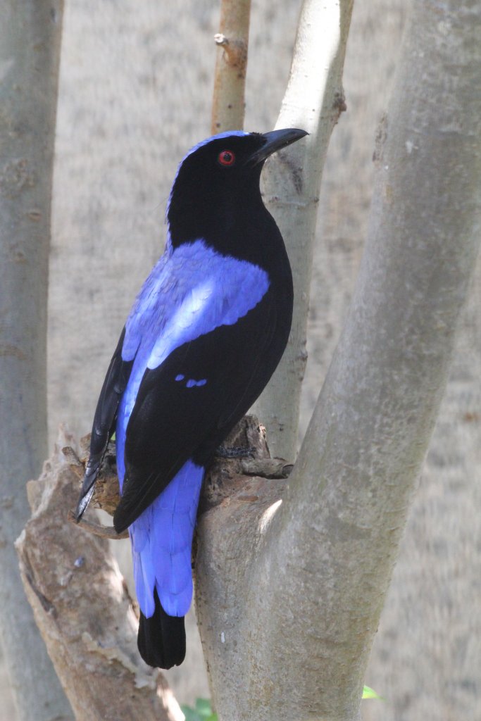 Fairy Bluebird