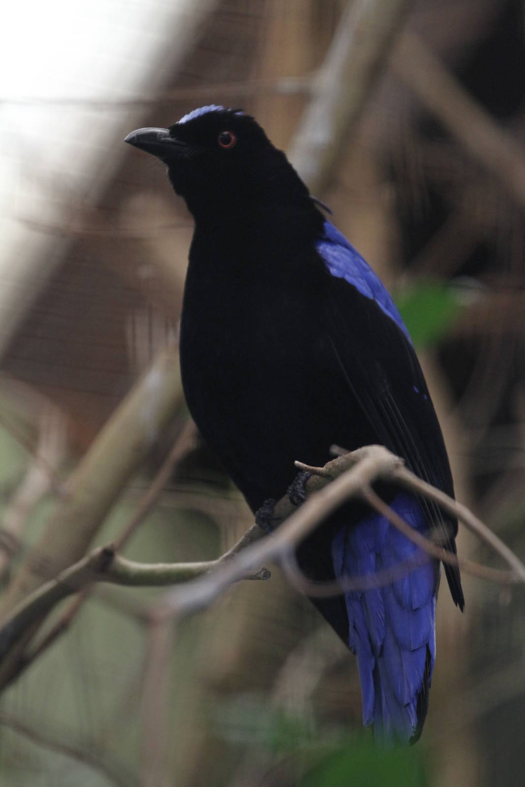 Fairy Bluebird