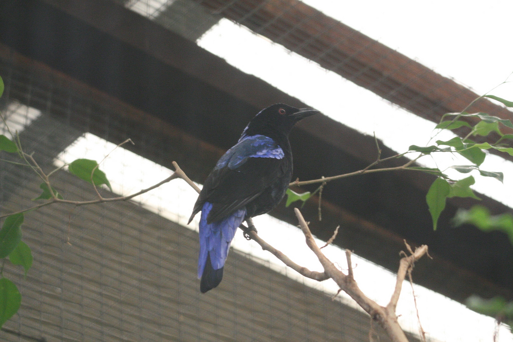 Fairy Bluebird