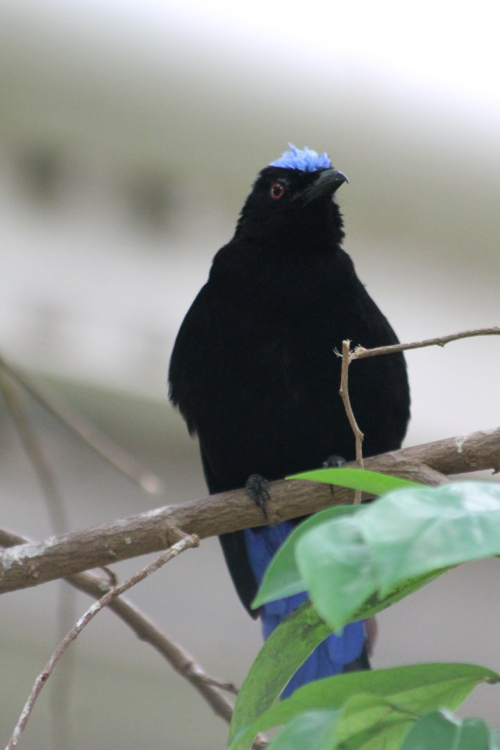 Fairy bluebird