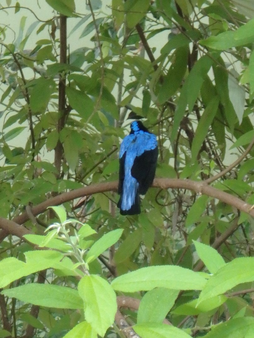 Fairy bluebird