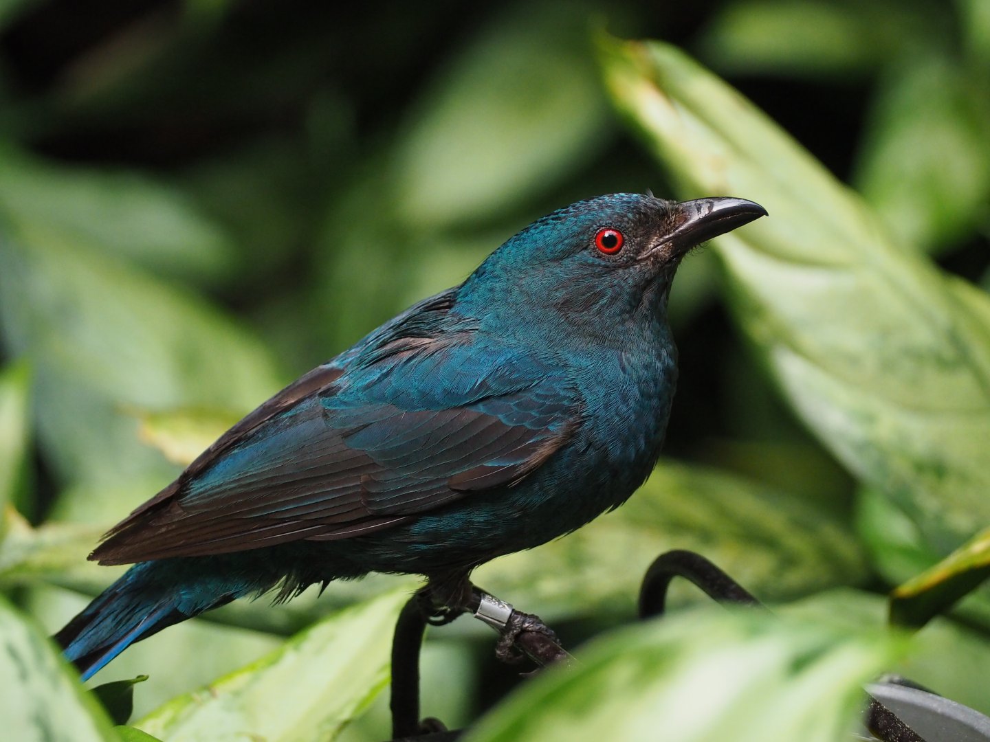 Fairy bluebird
