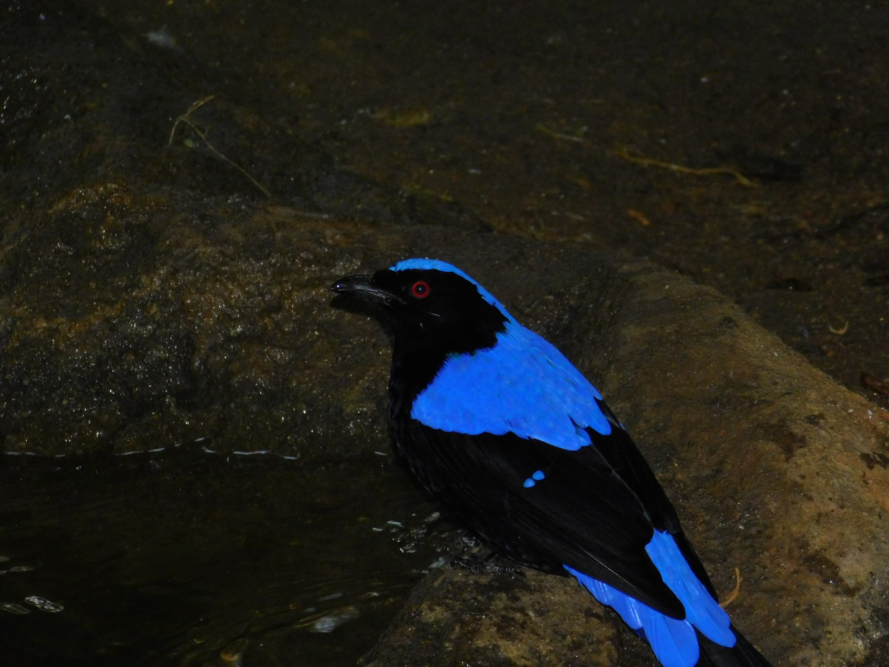 Fairy Bluebird