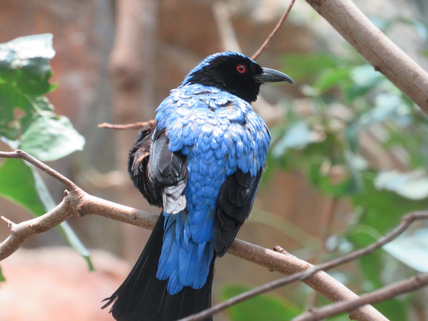 Fairy bluebird