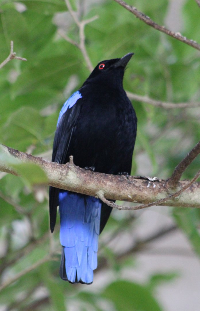 Fairy bluebird