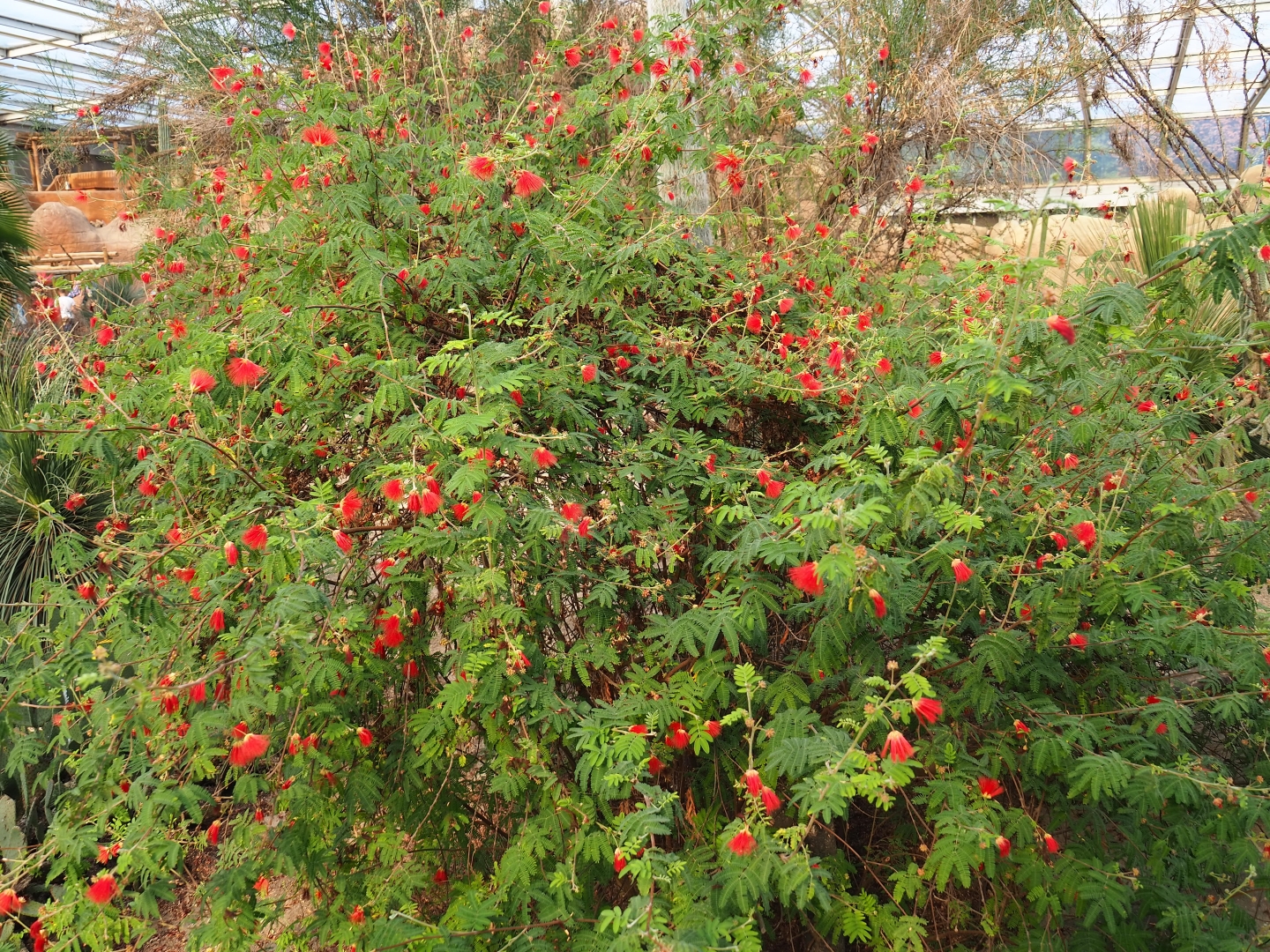 Fairy duster or powder puff plant (Calliandra californica), Sep 16th, 2018
