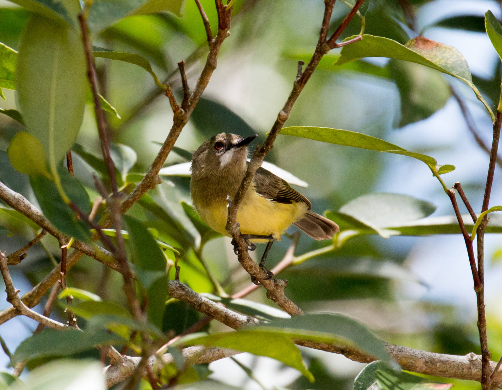 Fairy Gerygone male (ssp. personata)