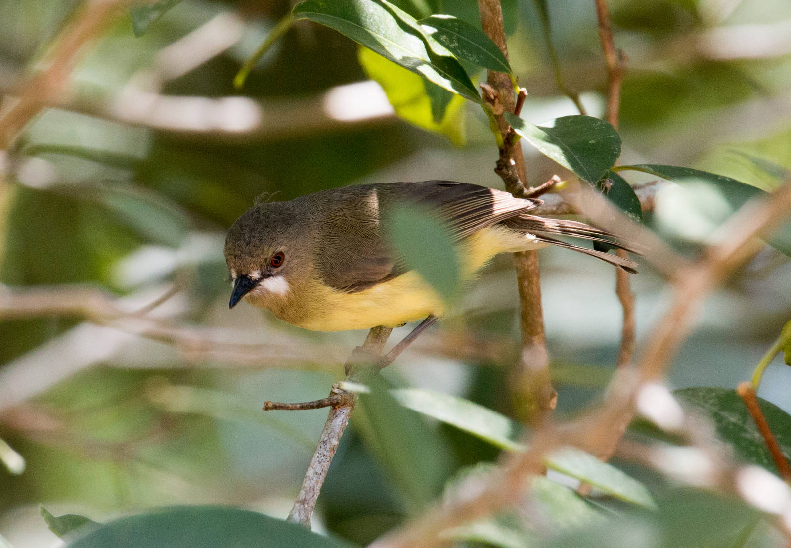 Fairy Gerygone male (ssp. personata)