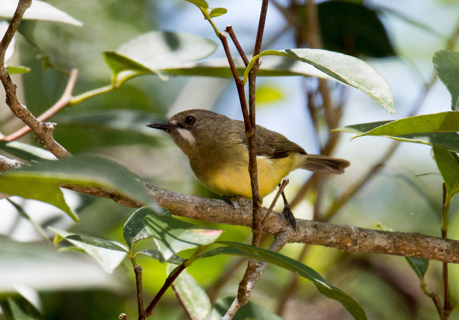 Fairy Gerygone male (ssp. personata)