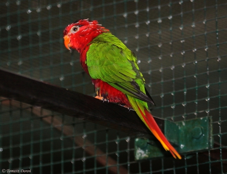 Fairy Lorikeet (Charmosyna pulchella) October 2009