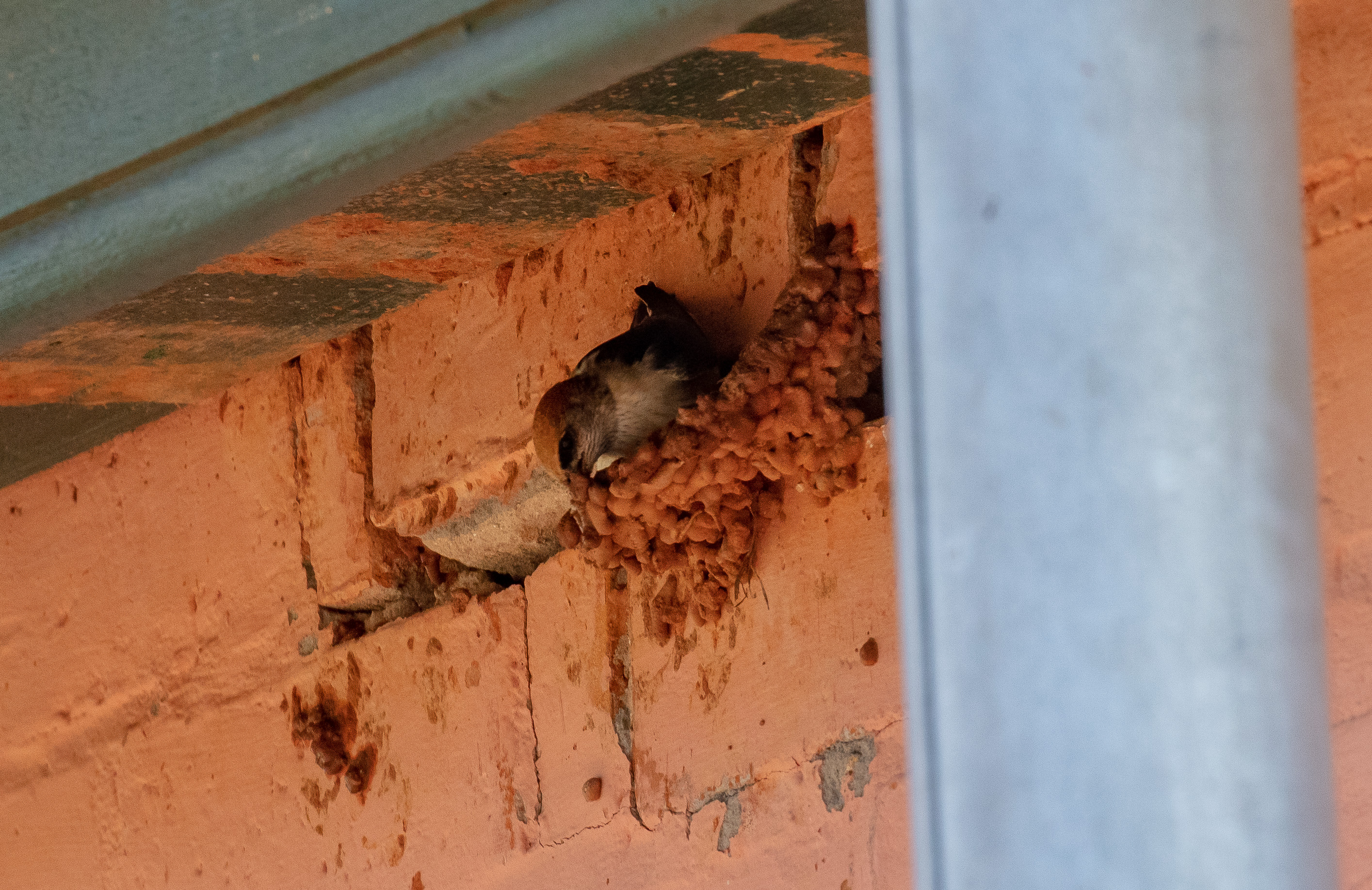 Fairy Martin building its nest