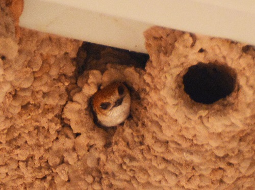 Fairy martin in nest hole.
