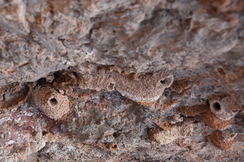 Fairy martin nests